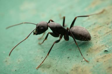 Camponotus pennsylvanicus photo 44
