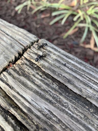 Camponotus pennsylvanicus photo 45