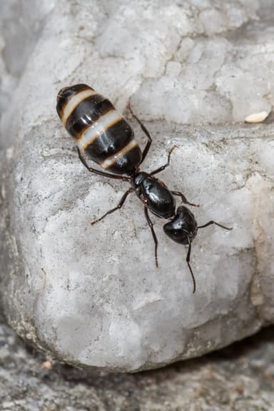 Camponotus pennsylvanicus photo 46