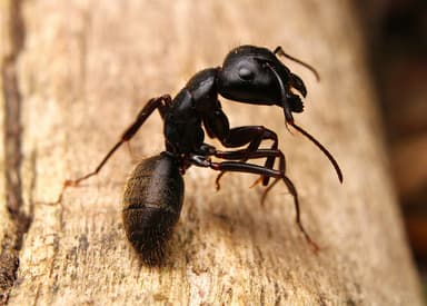 Camponotus pennsylvanicus photo 47