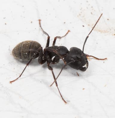 Camponotus pennsylvanicus photo 48