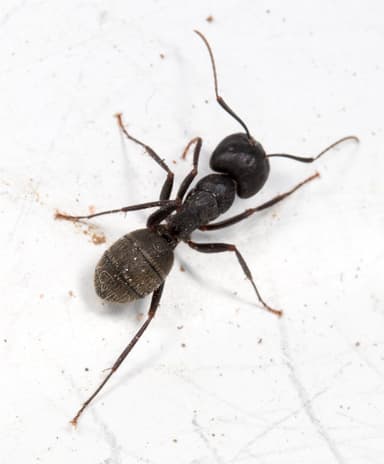 Camponotus pennsylvanicus photo 49