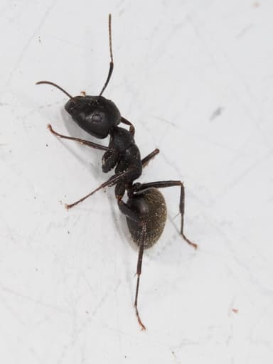 Camponotus pennsylvanicus photo 50