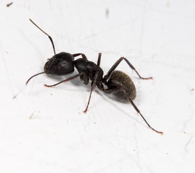 Camponotus pennsylvanicus photo 51