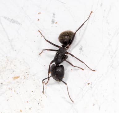 Camponotus pennsylvanicus photo 52