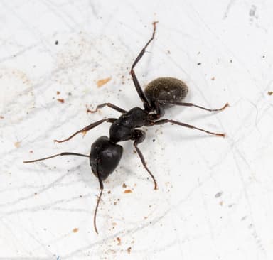 Camponotus pennsylvanicus photo 53