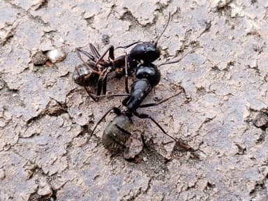 Camponotus pennsylvanicus photo 54