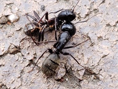 Camponotus pennsylvanicus photo 55
