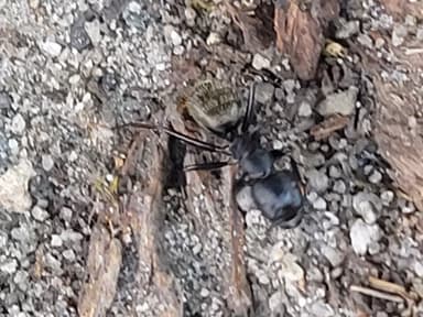Camponotus pennsylvanicus photo 56
