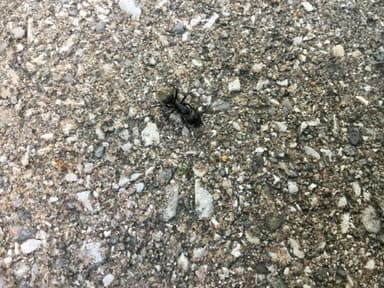Camponotus pennsylvanicus photo 58
