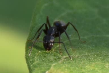 Camponotus pennsylvanicus photo 60