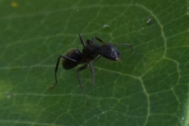 Camponotus pennsylvanicus photo 61