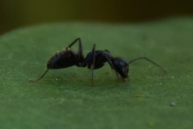 Camponotus pennsylvanicus photo 62