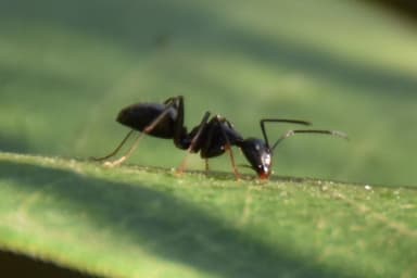 Camponotus pennsylvanicus photo 63