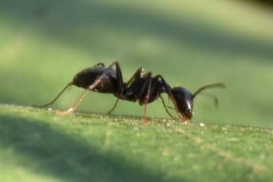 Camponotus pennsylvanicus photo 64