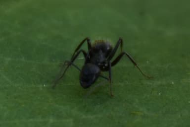 Camponotus pennsylvanicus photo 65