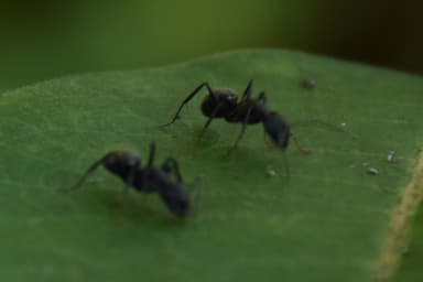 Camponotus pennsylvanicus photo 66