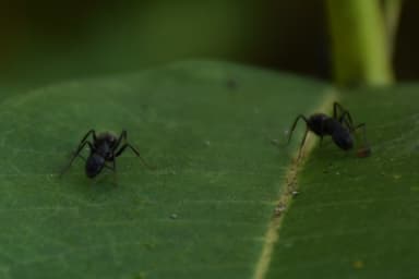 Camponotus pennsylvanicus photo 67