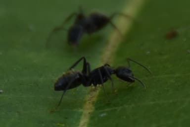 Camponotus pennsylvanicus photo 68