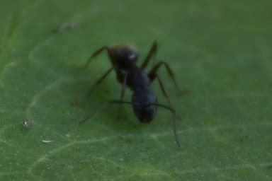 Camponotus pennsylvanicus photo 69