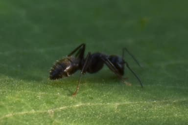 Camponotus pennsylvanicus photo 71