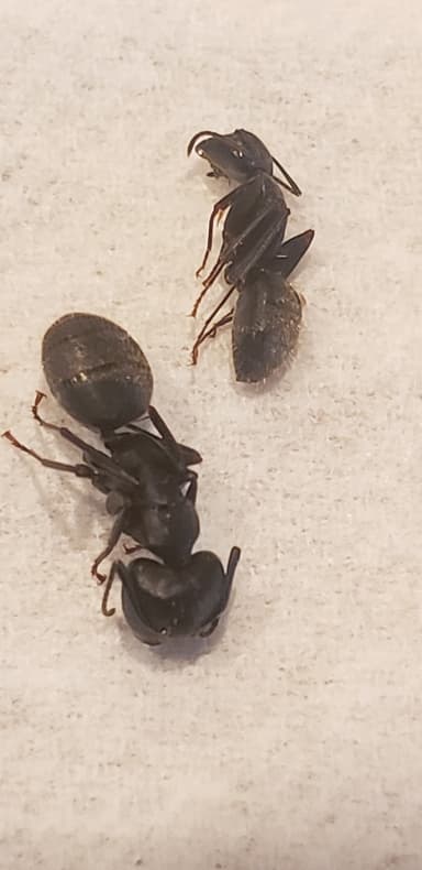 Camponotus pennsylvanicus photo 73