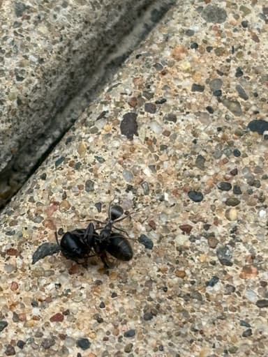 Camponotus pennsylvanicus photo 74