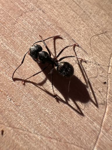 Camponotus pennsylvanicus photo 76