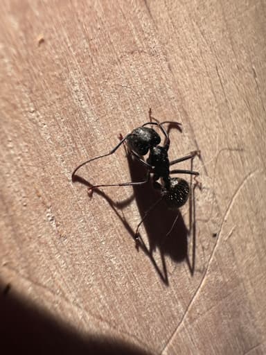 Camponotus pennsylvanicus photo 77