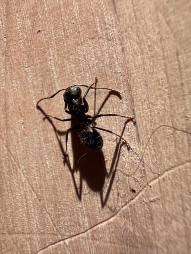 Camponotus pennsylvanicus photo 78