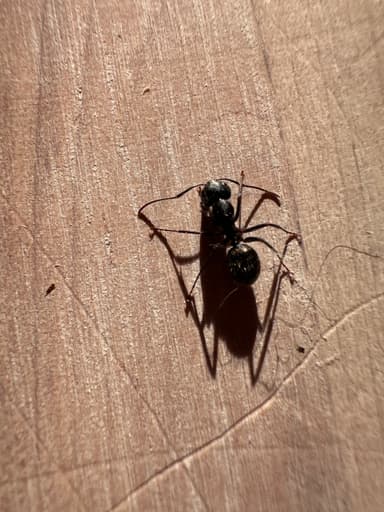 Camponotus pennsylvanicus photo 79