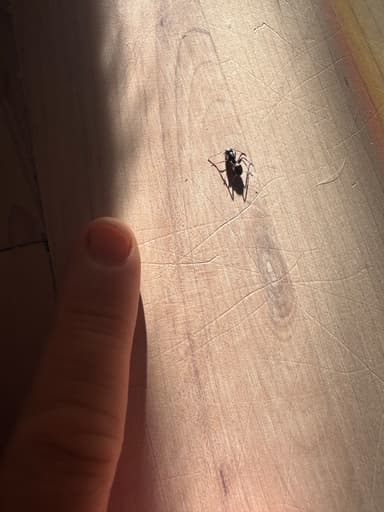 Camponotus pennsylvanicus photo 80