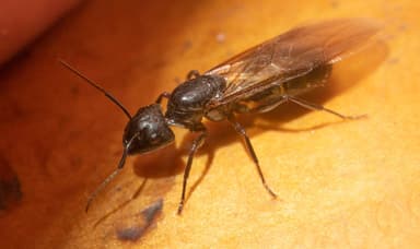 Camponotus pennsylvanicus photo 82