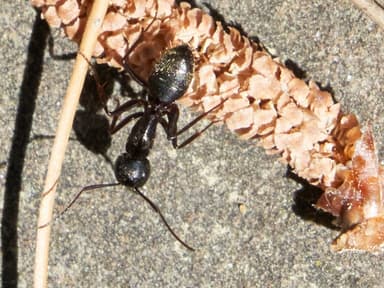 Camponotus pennsylvanicus photo 83