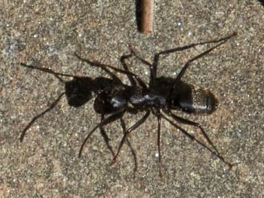 Camponotus pennsylvanicus photo 84
