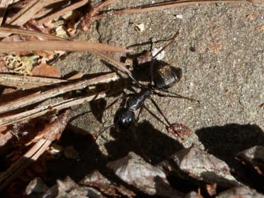 Camponotus pennsylvanicus photo 85