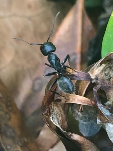 Camponotus pennsylvanicus photo 86