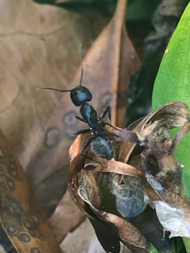 Camponotus pennsylvanicus photo 87