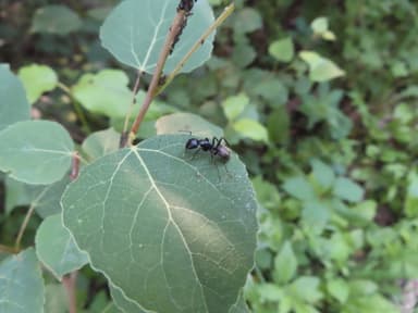 Camponotus pennsylvanicus photo 88
