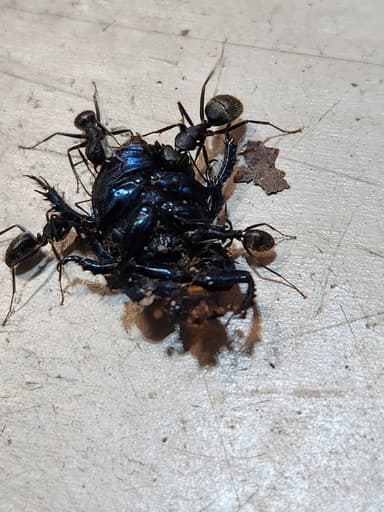 Camponotus pennsylvanicus photo 89