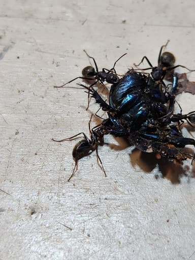 Camponotus pennsylvanicus photo 90