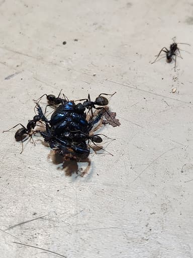 Camponotus pennsylvanicus photo 91