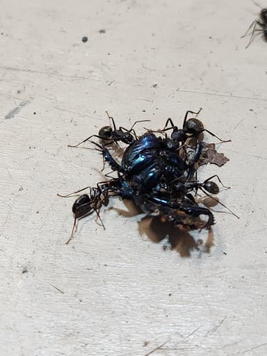 Camponotus pennsylvanicus photo 92