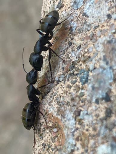 Camponotus pennsylvanicus photo 93