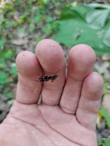 Camponotus pennsylvanicus photo 94