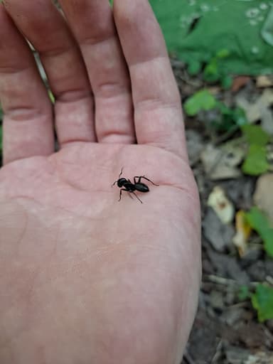 Camponotus pennsylvanicus photo 95