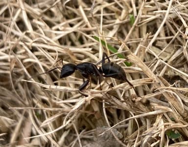 Camponotus pennsylvanicus photo 96