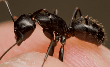 Camponotus pennsylvanicus — worker photo 97