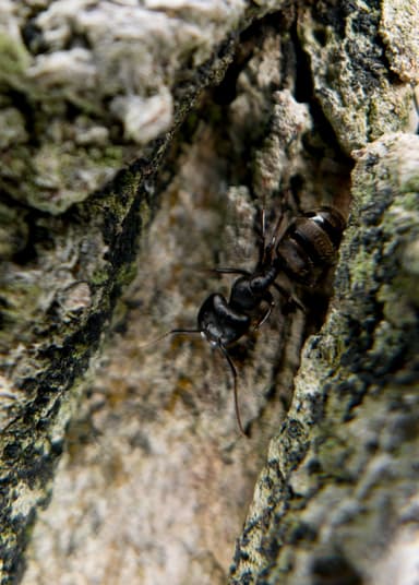Camponotus pennsylvanicus photo 99