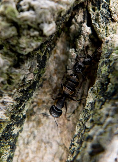 Camponotus pennsylvanicus photo 100